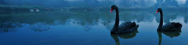 When all the swans turn black…